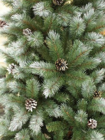 Леруа Кронштадтская (7)