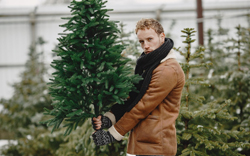 Новогодняя елка, как ее выбрать и в чем отличие