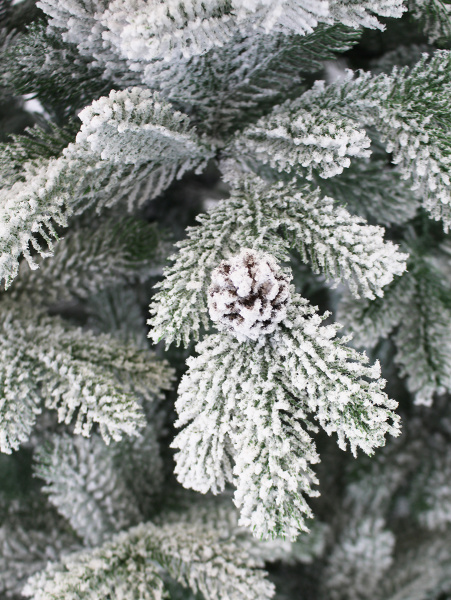 Лаура заснеженная 300 см побег_мал