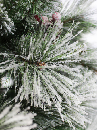 Полярная побег 3_мал