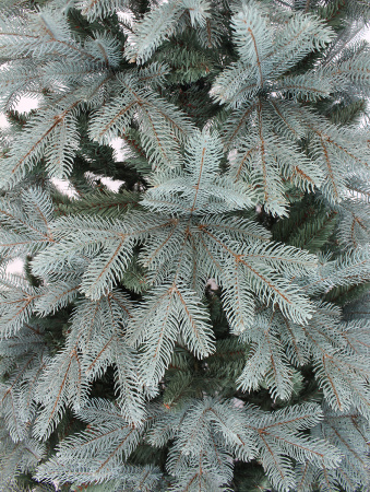 Виолла побег_мал