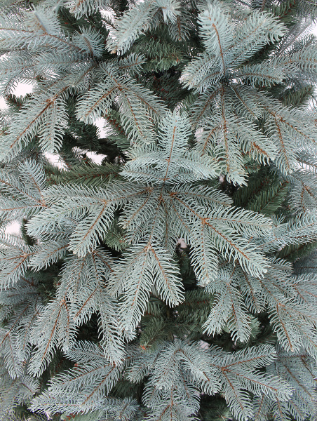 Виолла побег_мал