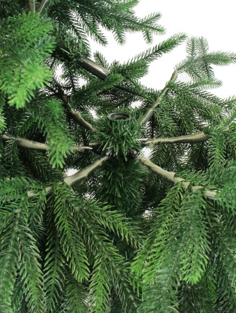 Пальмира раскидистая-деталь 1_мал