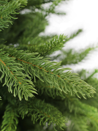 California побег 1_мал