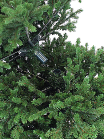 Шарлотта деталь 1_мал