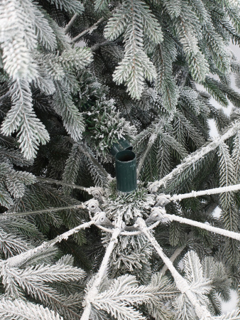 Пальмира раскидистая заснеженная_деталь 2_мал