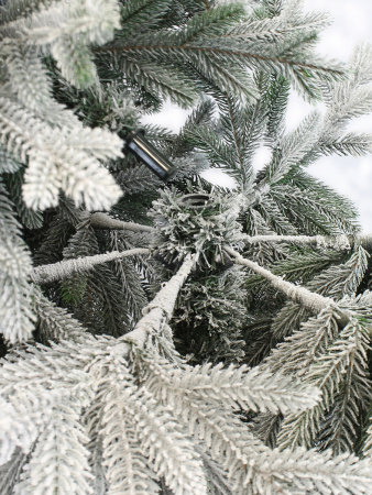 Пальмира раскидистая заснеженная_деталь 1_мал