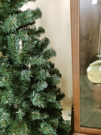 Кипарис 180 см (10)