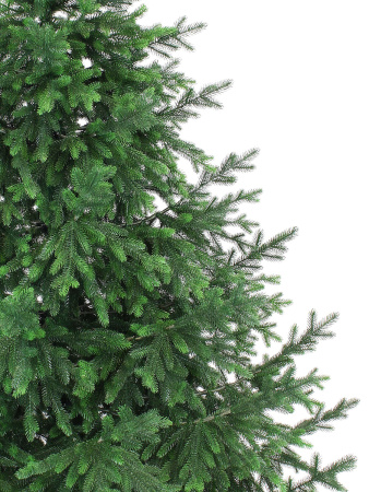 Пальмира раскидистая побег_мал