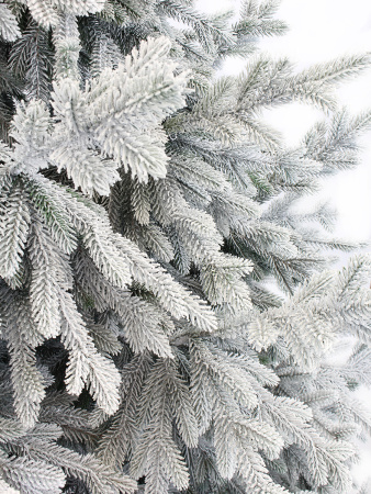 Пальмира раскидистая заснеженная_побег 3_мал