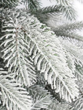 Верона заснеженная побег_3_мал