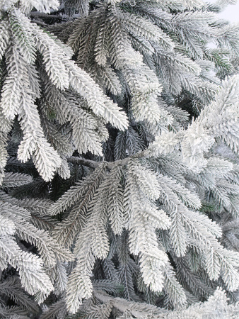 Пальмира раскидистая заснеженная_побег 2_мал