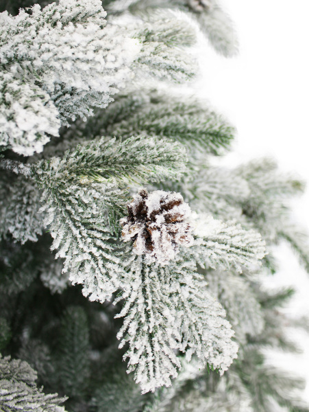 Лаура заснеженная 300 см побег 3_мал