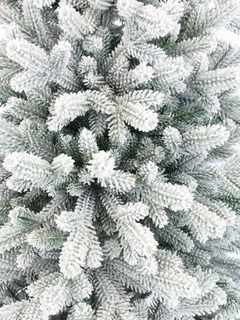 Агнес заснеженная побег_мал