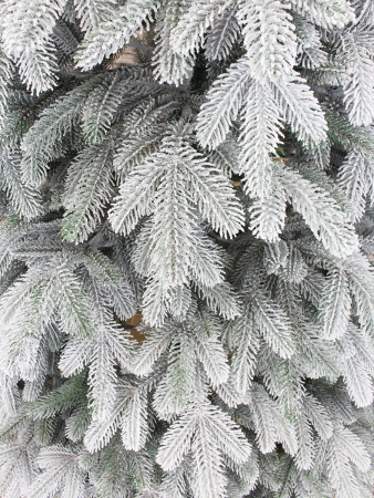 Верона заснеженная побег интерьер_3_мал