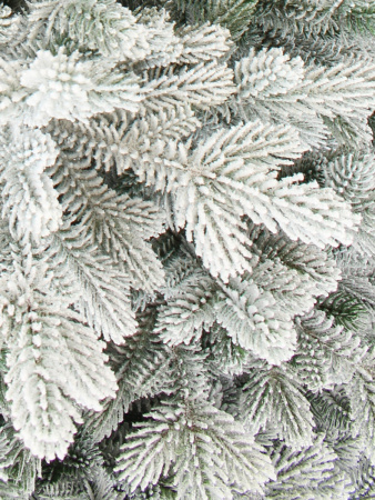 Шарлотта 190 см побег_2_мал