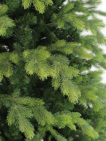 Emerald new побег 1_мал