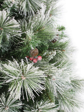 Полярная побег_мал