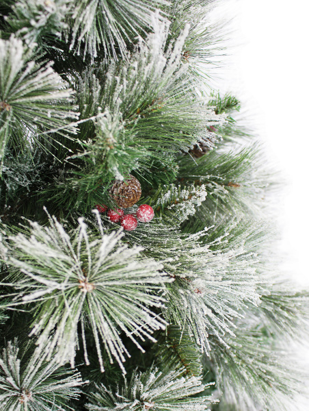 Полярная побег_мал