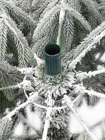 Пальмира раскидистая заснеженная_деталь 3_мал